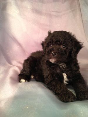 Male Black and white Bichon Poodle Puppies for sale Born April 5th 2013|Bichon poodle Breeders in Illinois and Wisconsin are welcome buyers at Purebredpups!